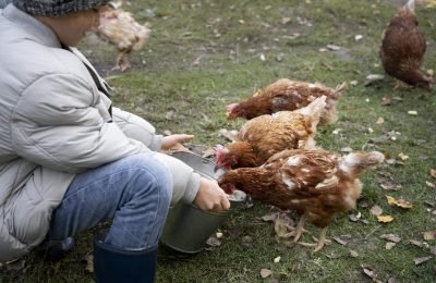 close-up-kid-feeding-chickens